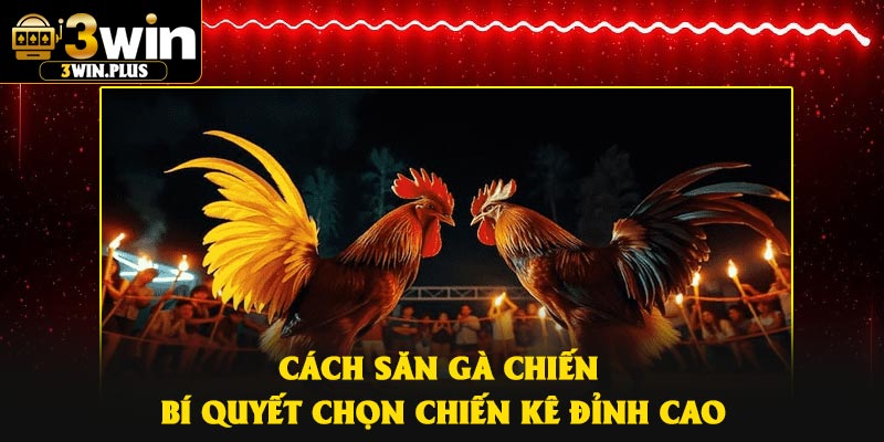 Cách Săn Gà Chiến – Bí Quyết Chọn Chiến Kê Đỉnh Cao
