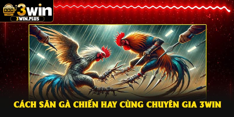 Cách săn gà chiến hay cùng chuyên gia 3Win