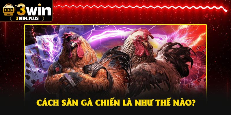 Cách săn gà chiến là như thế nào?