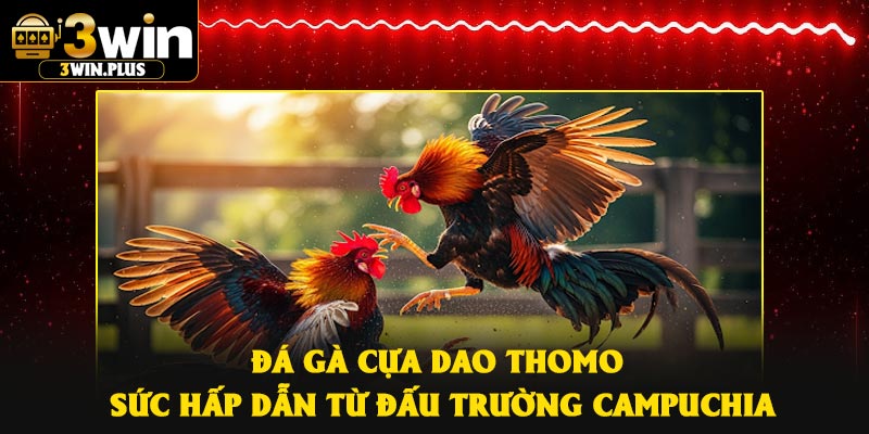 Đá Gà Cựa Dao Thomo – Sức Hấp Dẫn Từ Đấu Trường Campuchia