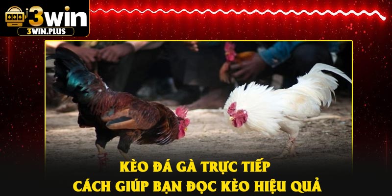 Kèo Đá Gà Trực Tiếp – Cách Giúp Bạn Đọc Kèo Hiệu Quả