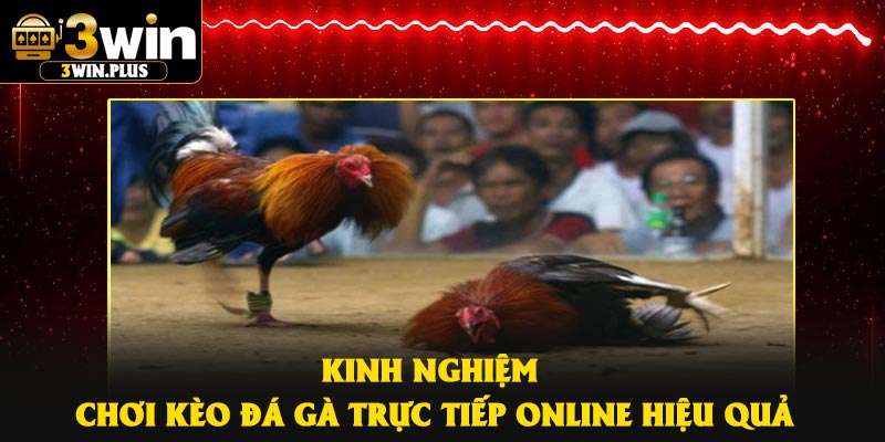 Kinh nghiệm chơi kèo đá gà trực tiếp online hiệu quả