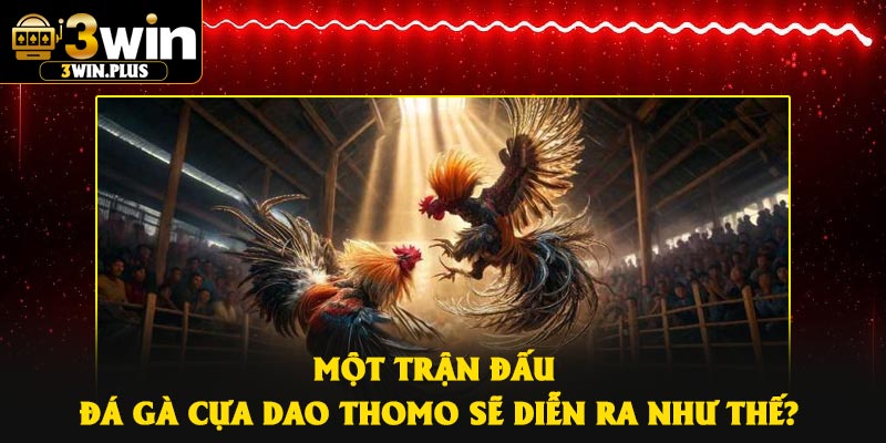 Một trận đấu đá gà cựa dao thomo sẽ diễn ra như thế?