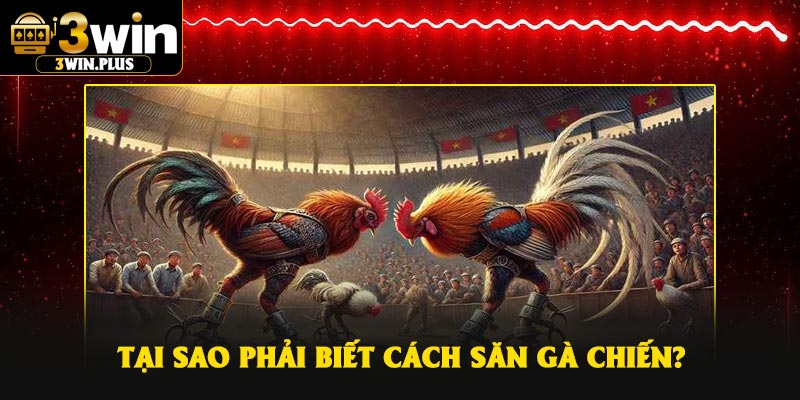 Tại sao phải biết cách săn gà chiến?